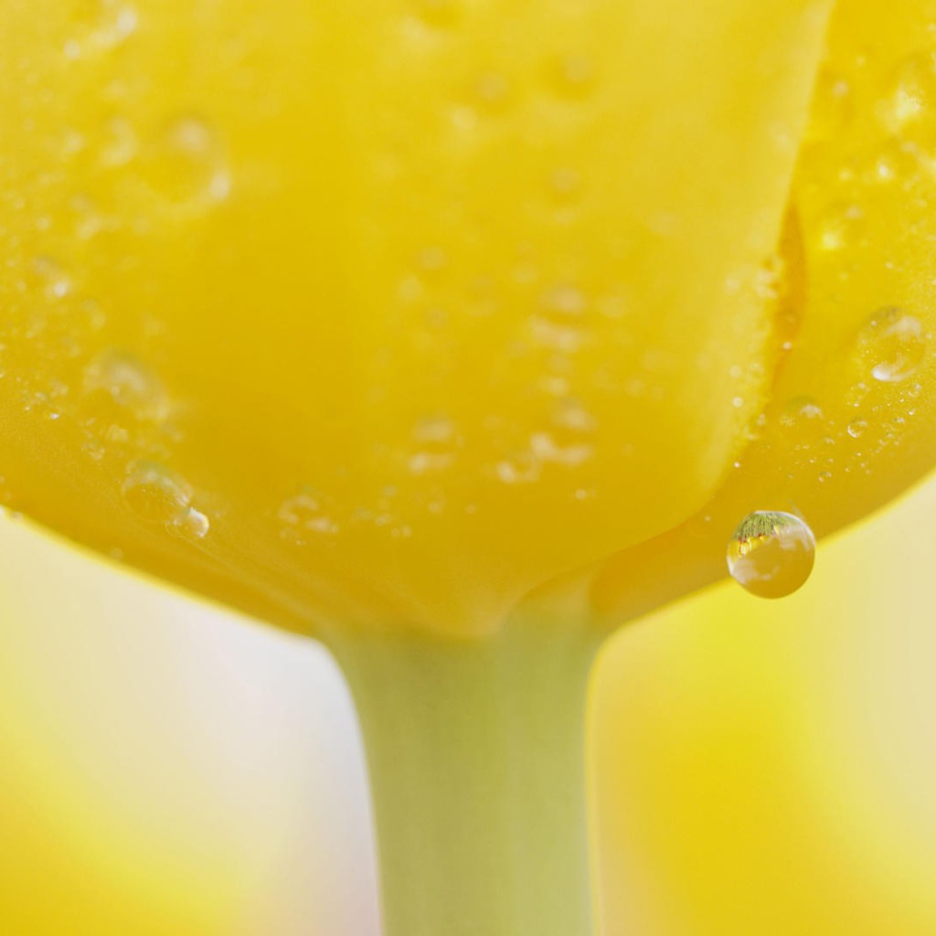 Капли воды на желтом тюльпане