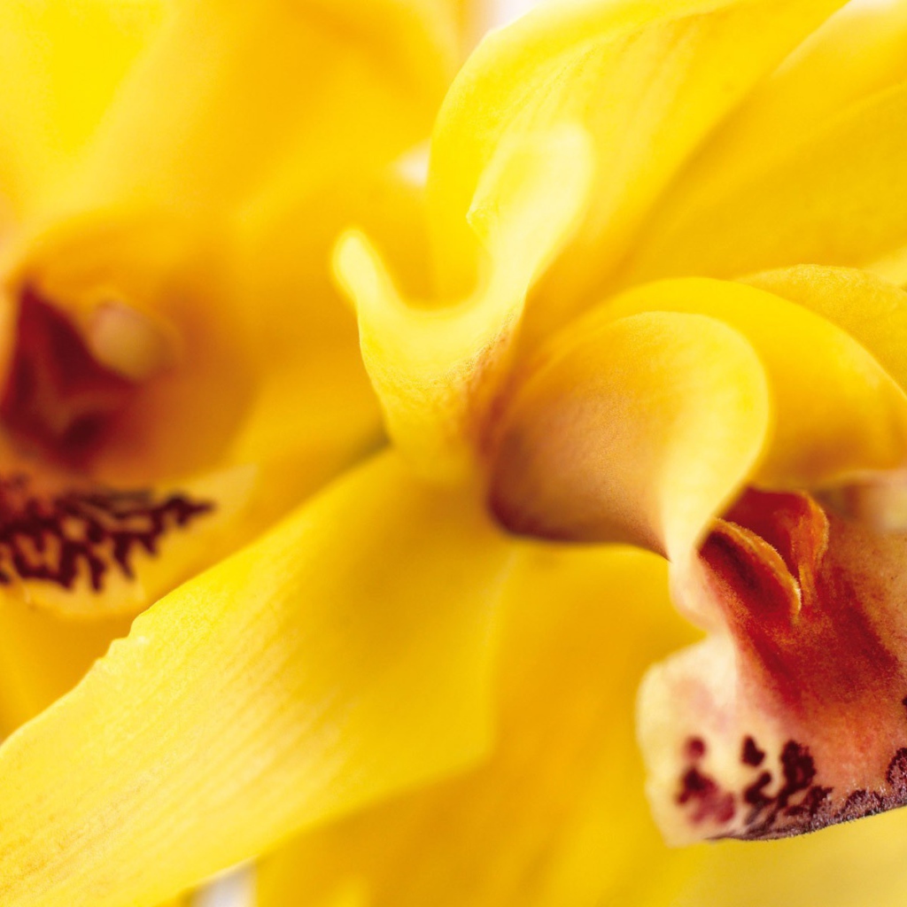 Желтая орхидея