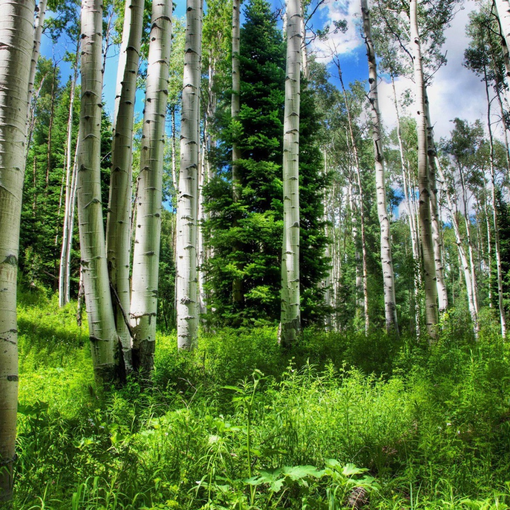 Березовый лес летом