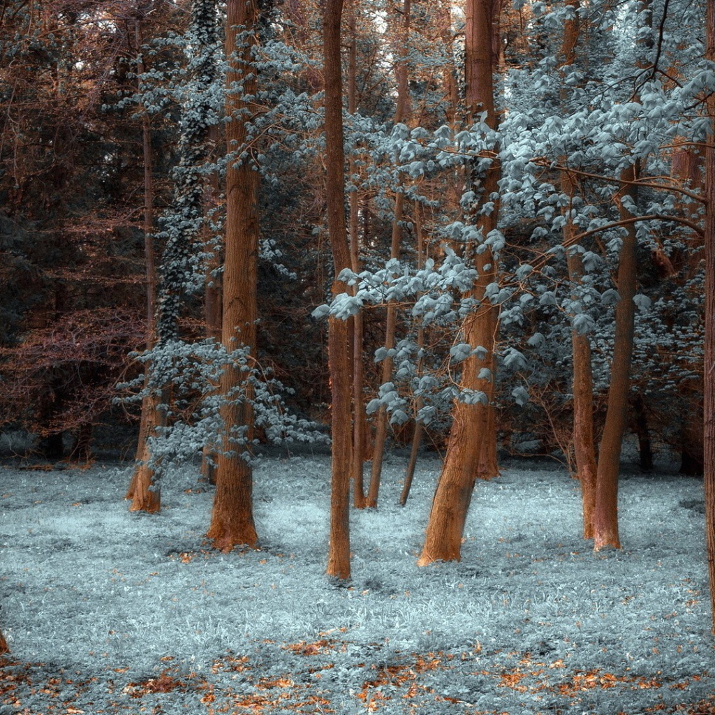 Лес покрытый инеем