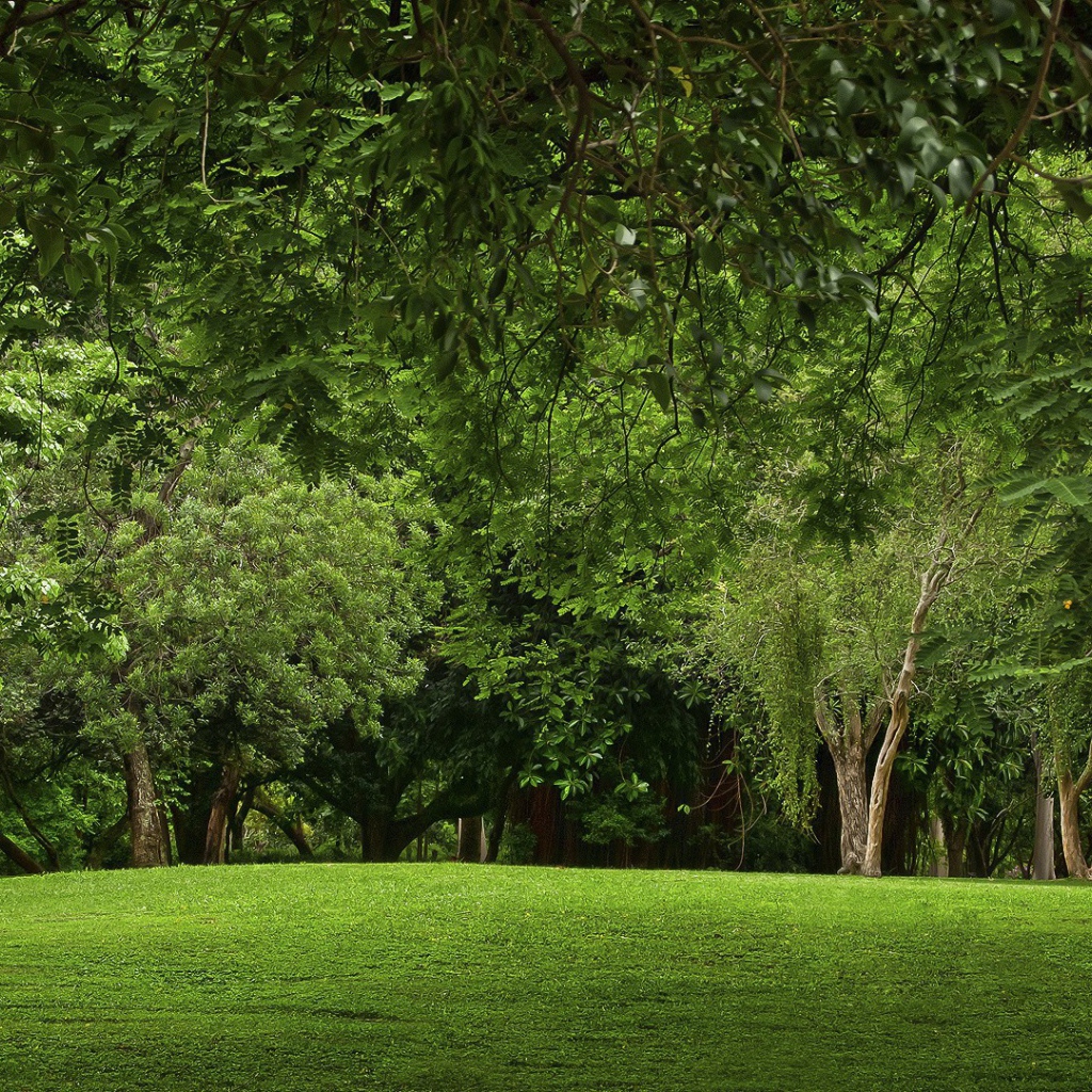 Зеленая природа парка