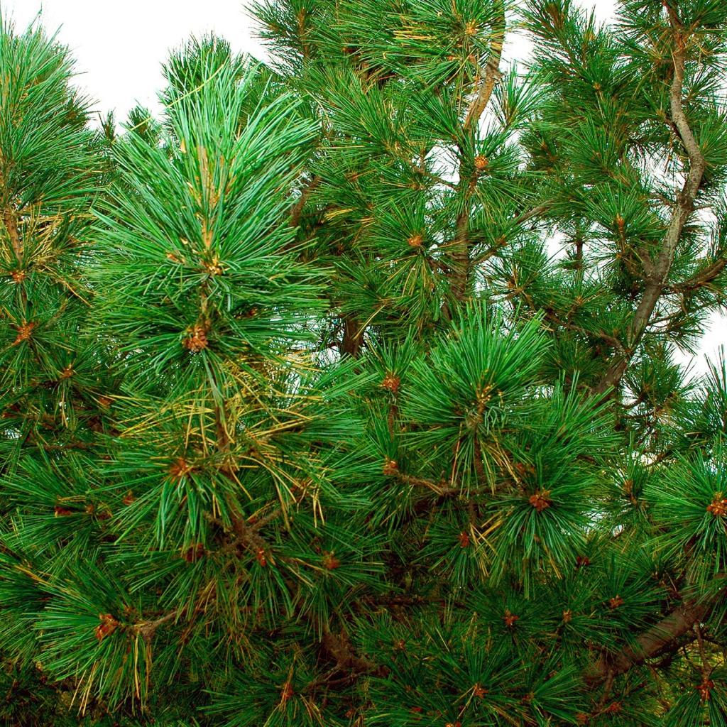 Pine bush