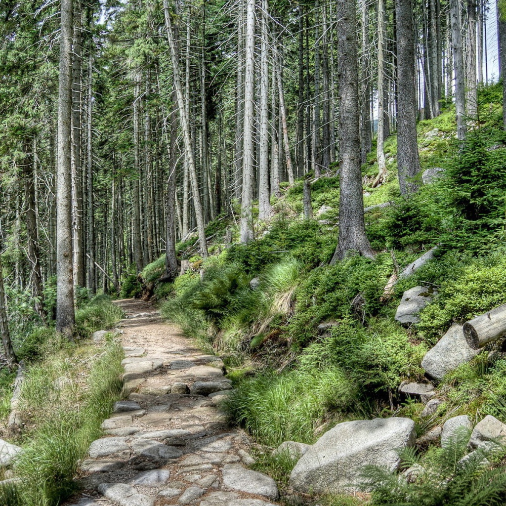 Каменная дорога в лесу