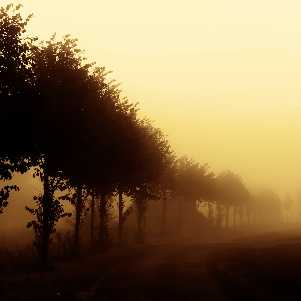 Деревья вдоль дороги