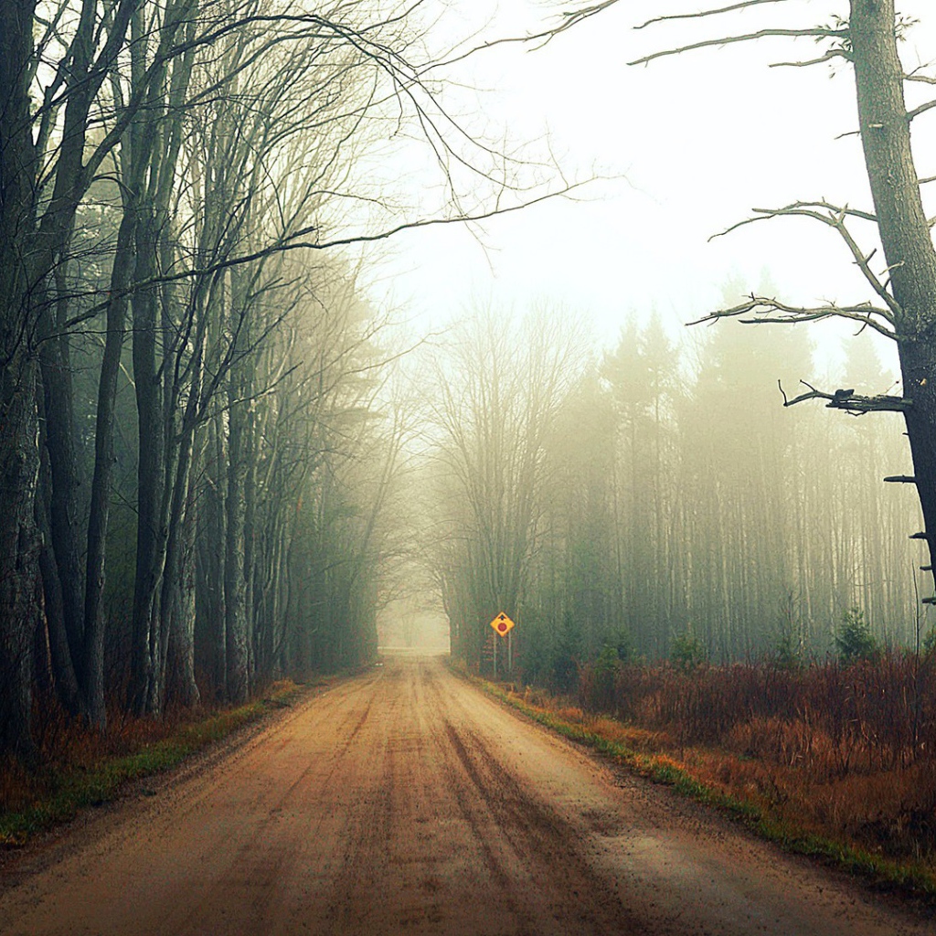 Туман на лесной дороге