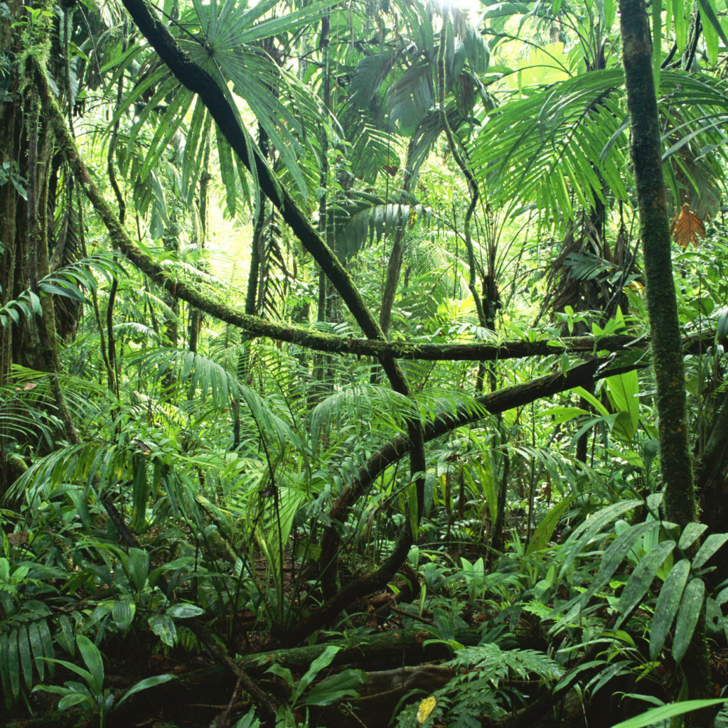 Тропические джунгли Сельвы