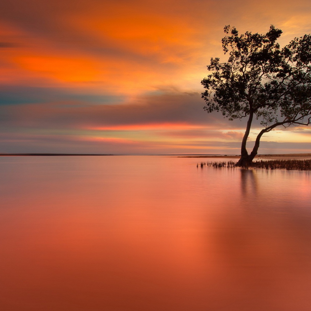Дерево на затопленном острове