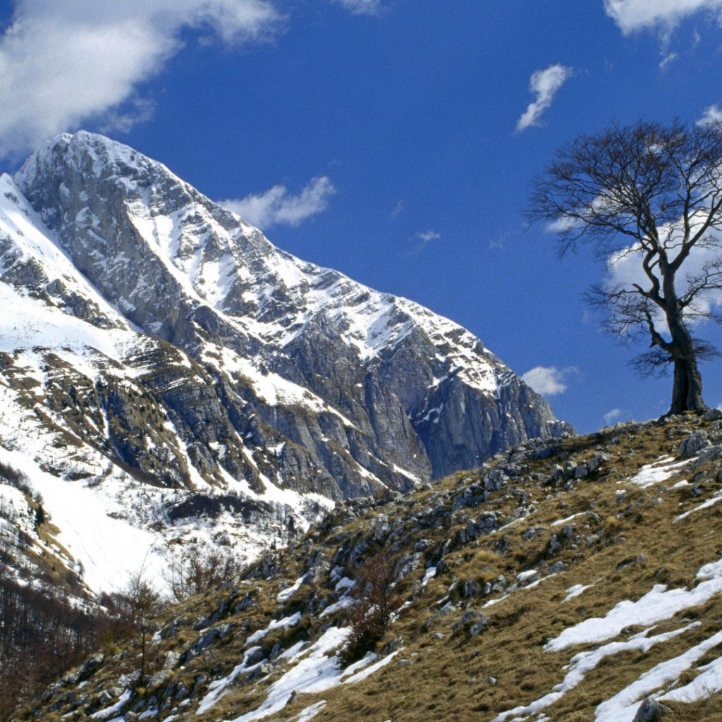 Одинокое дерево на горе