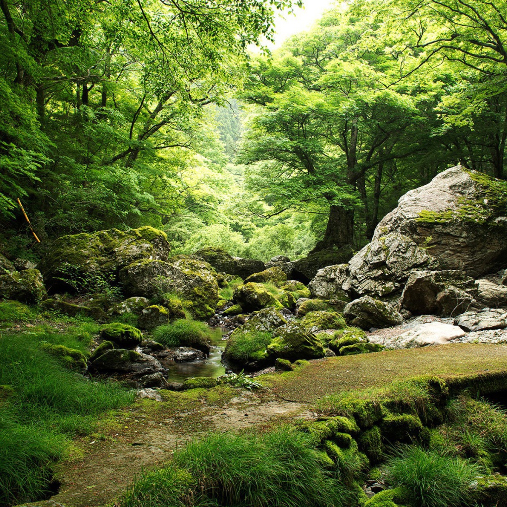 Родник в лесу