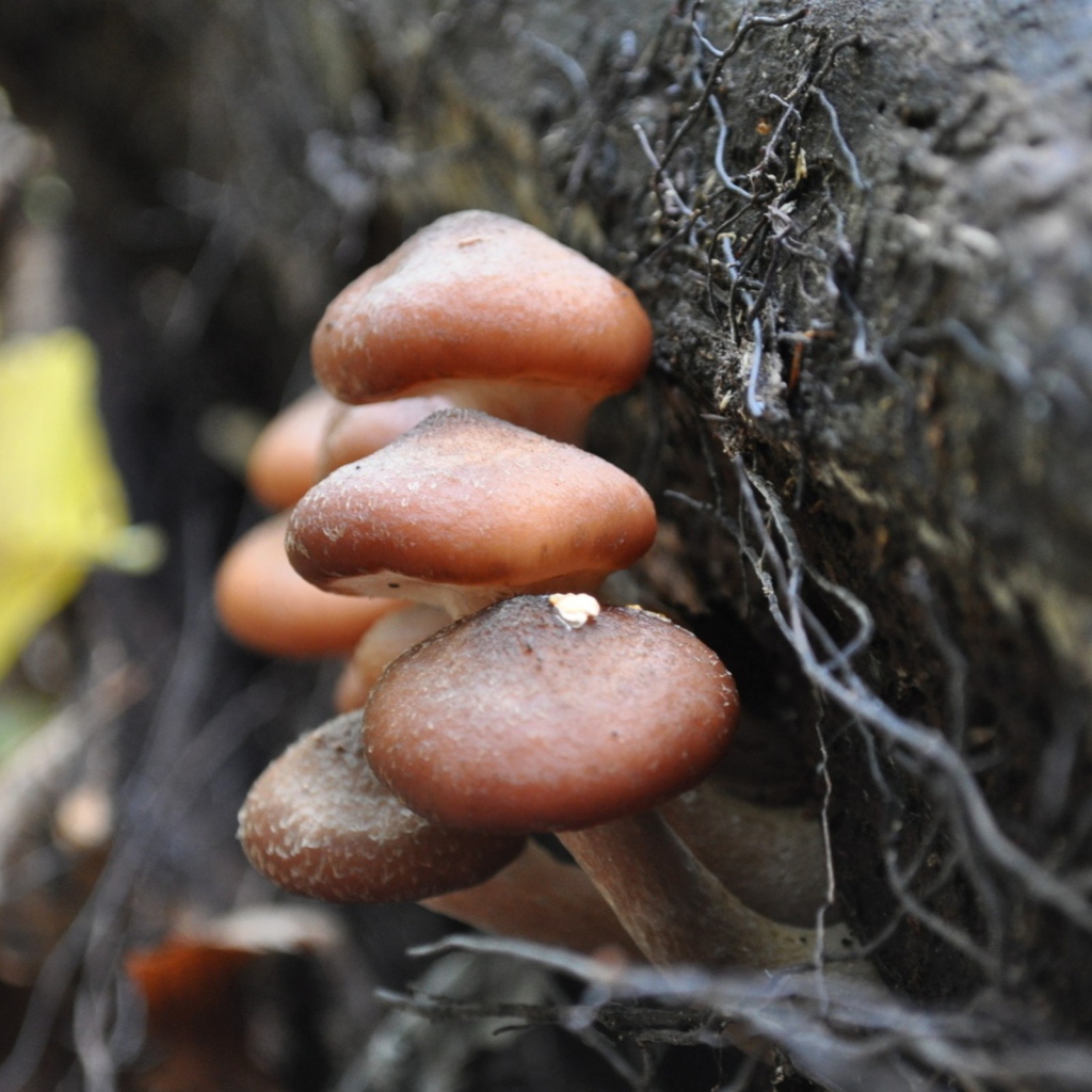 Грибы опята