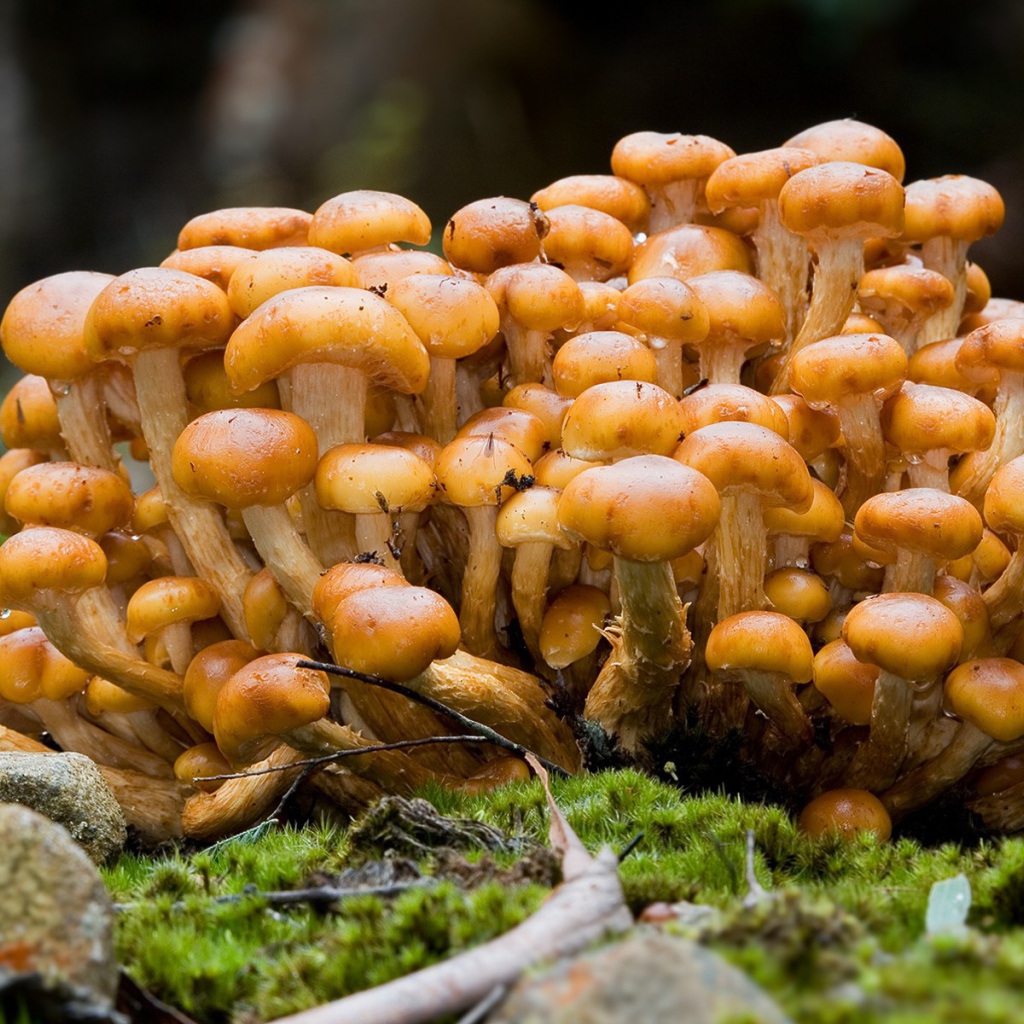 Семейка опят