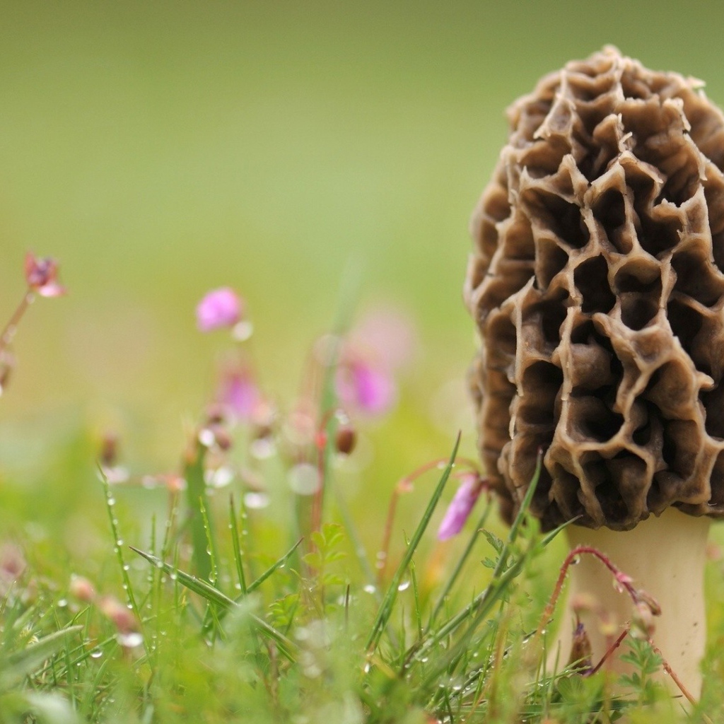 Гриб сморчок