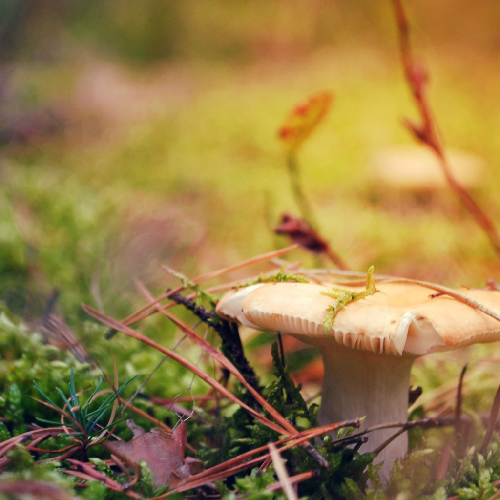 Гриб сыроежка