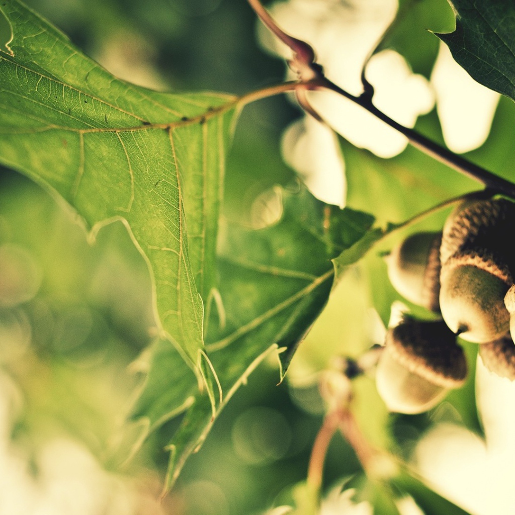 Желуди на ветке