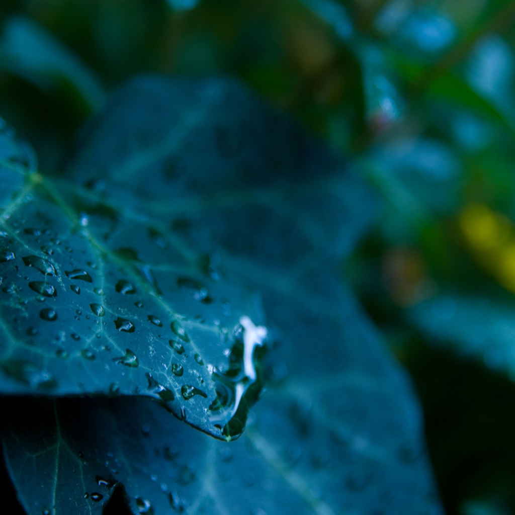 Сине зеленый лист с каплями 
