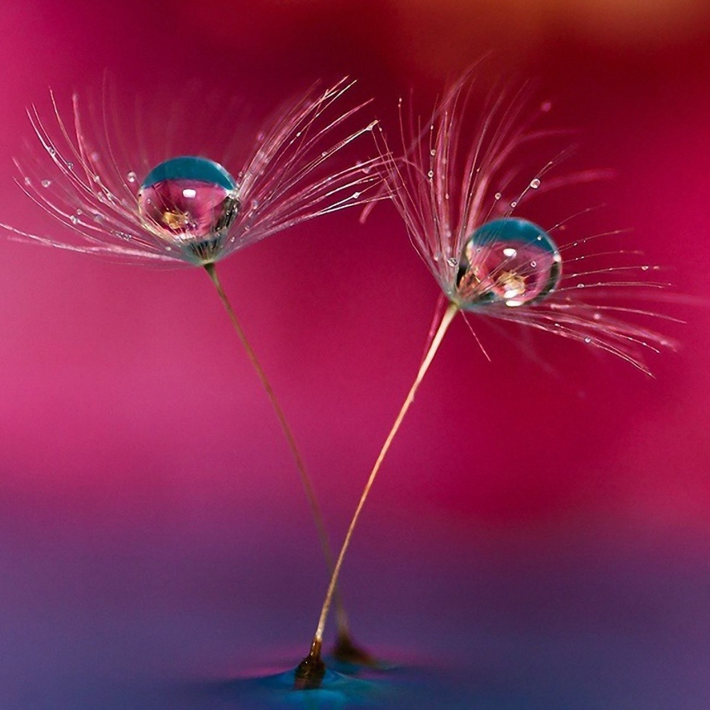 Семена одуванчика в воде