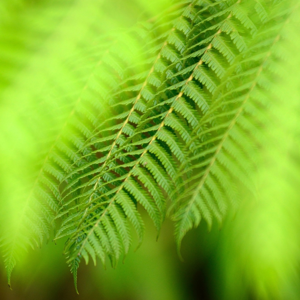 Ветка папоротника
