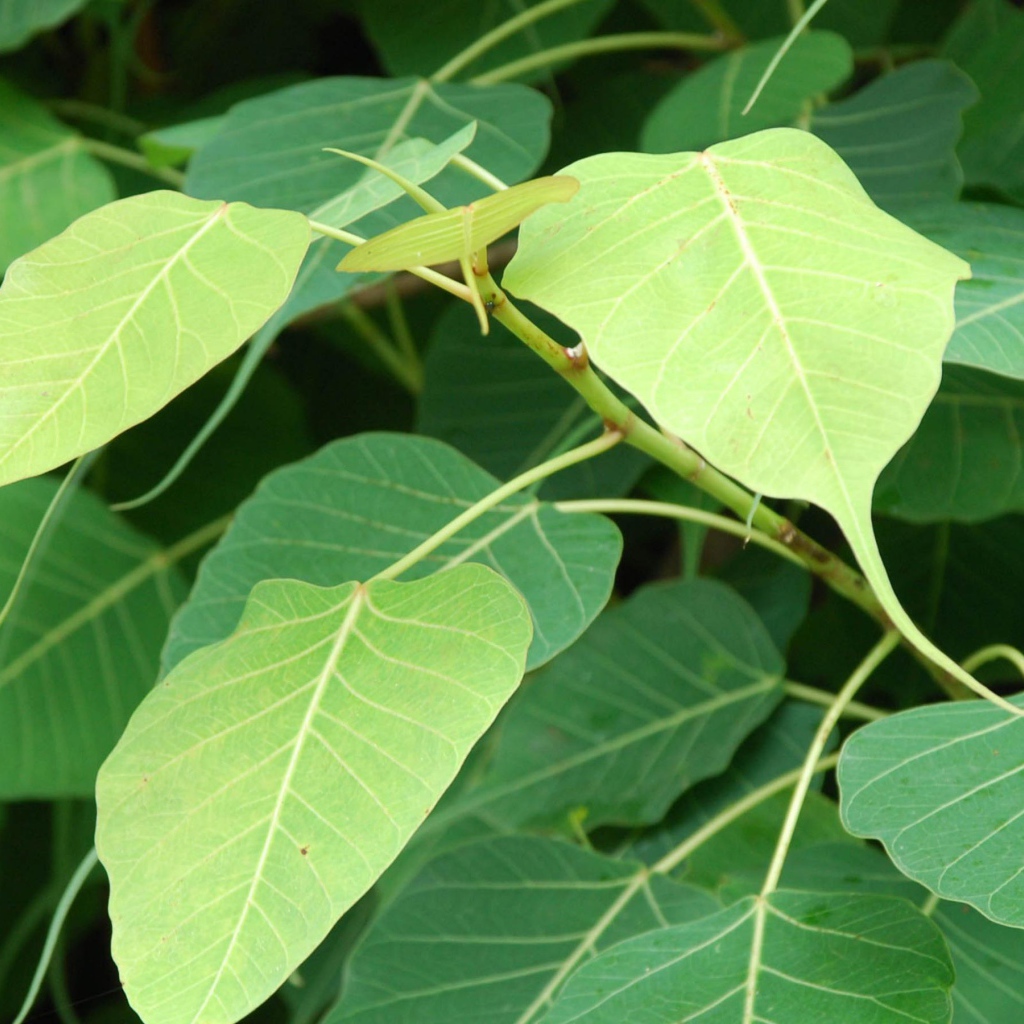 Зеленый кустарник