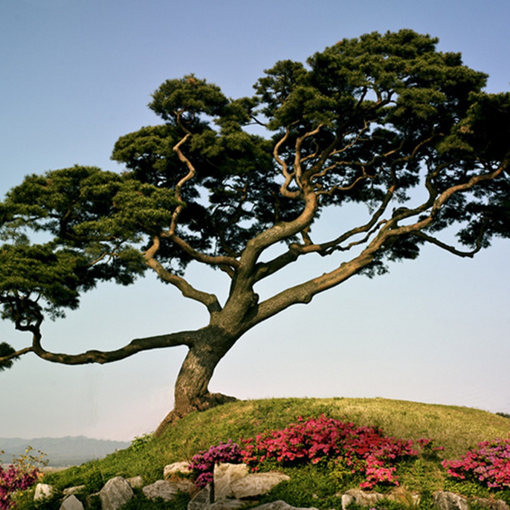Японская сосна на горе