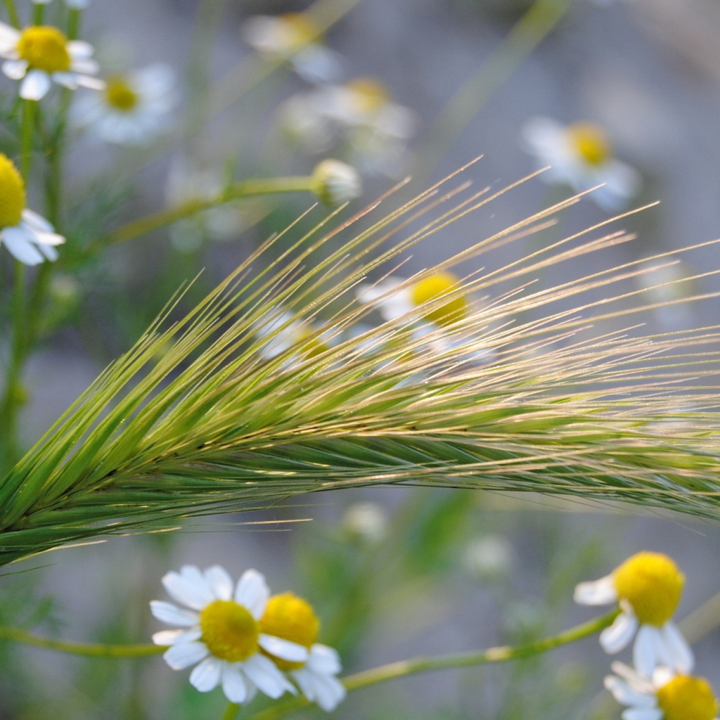 Колос среди ромашек