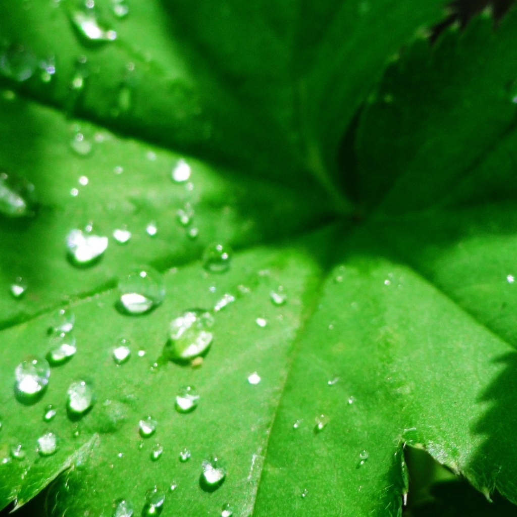 Зеленый листок с капельками воды