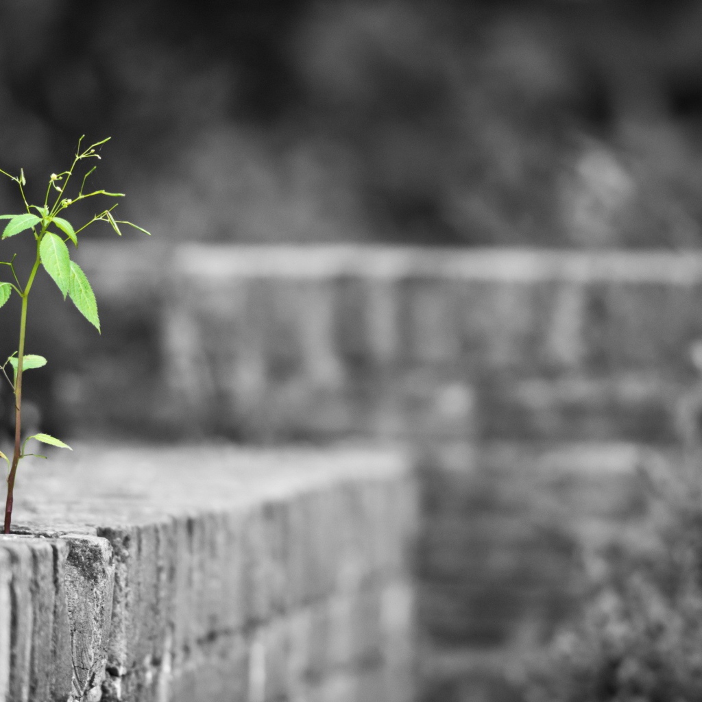 Одинокое растение