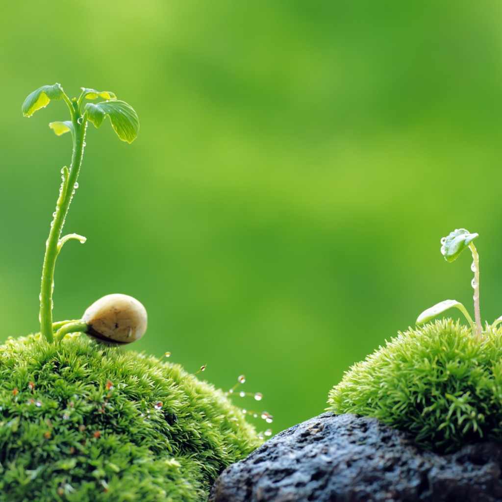 Ростки на камнях