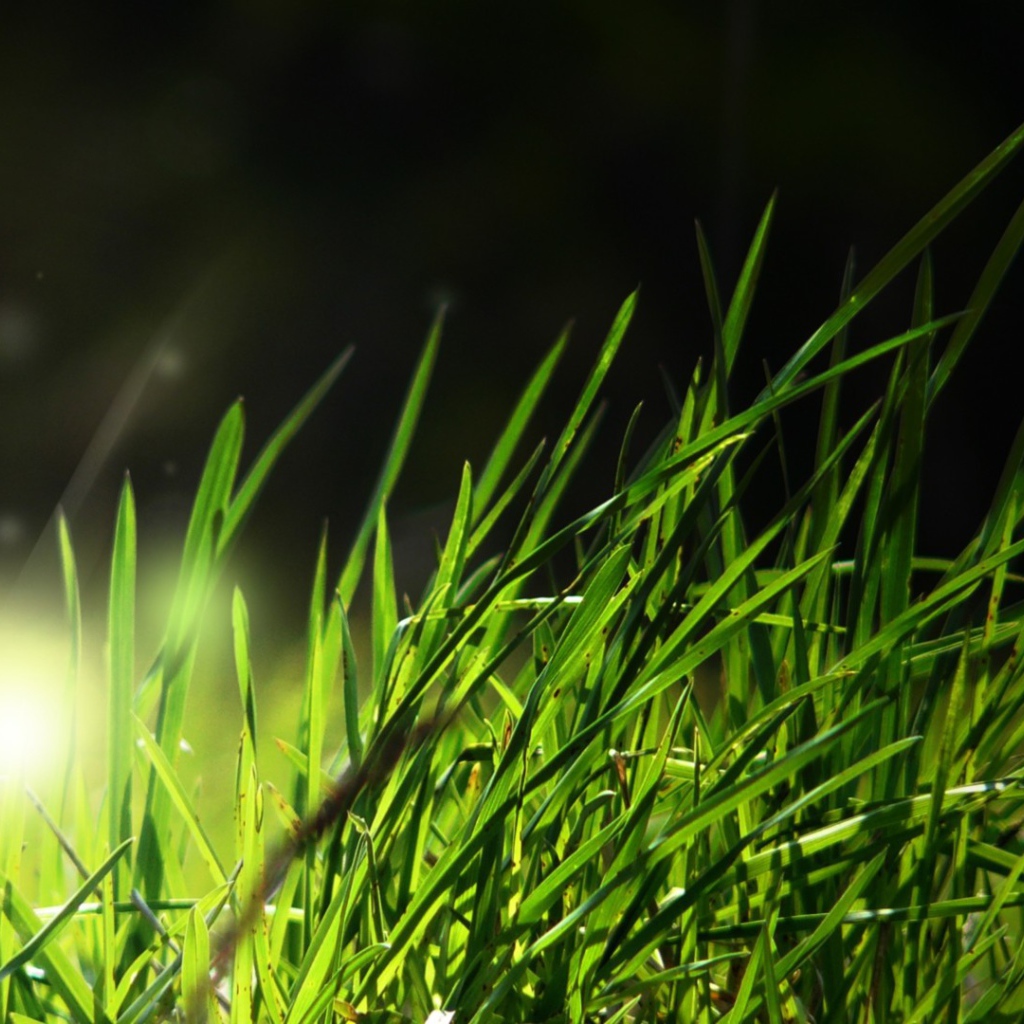 Свет в траве