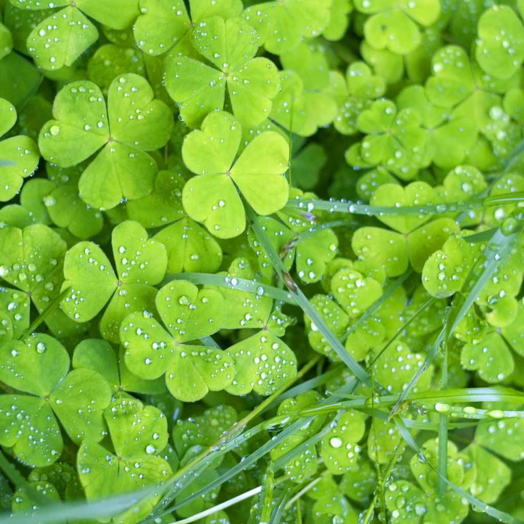 Утренняя роса на траве