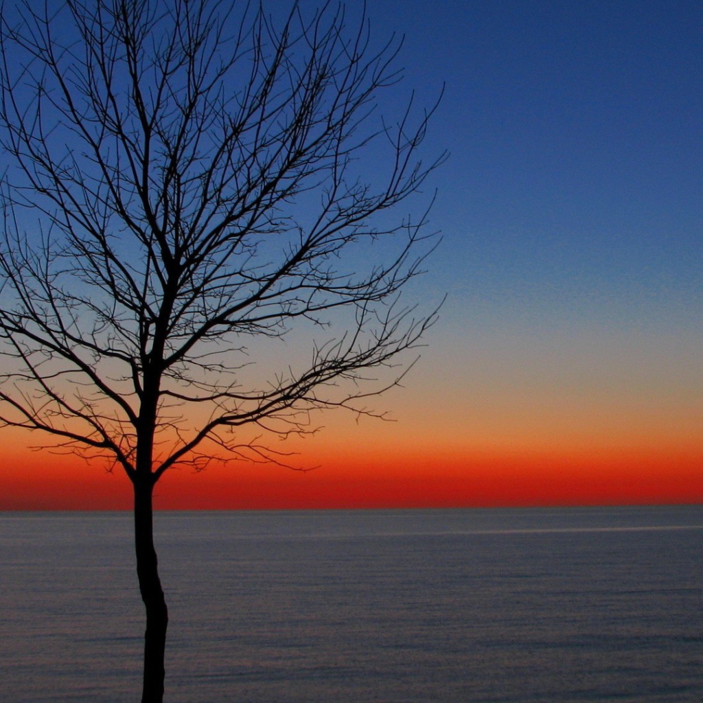 Дерево на утренней заре