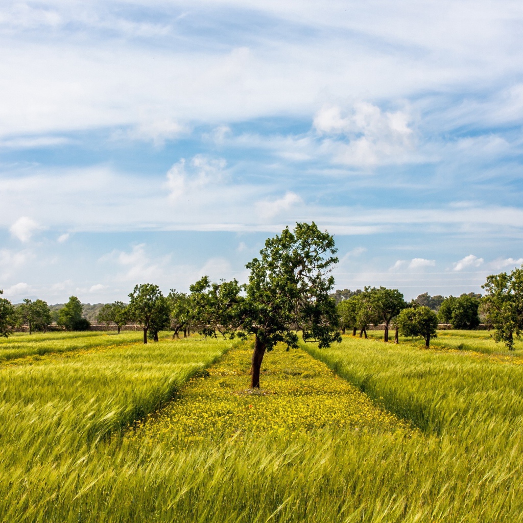 Деревья в фруктовом саду