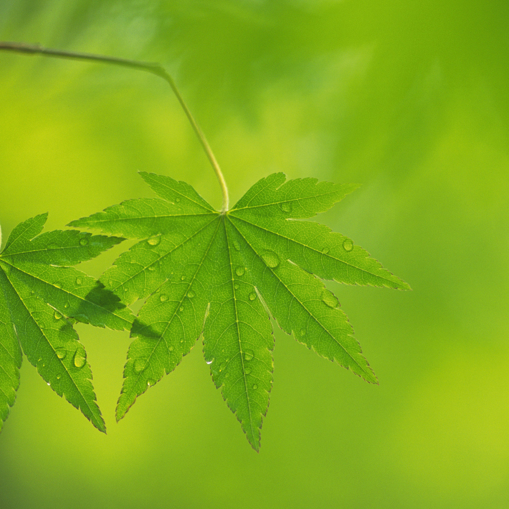 Два листочка