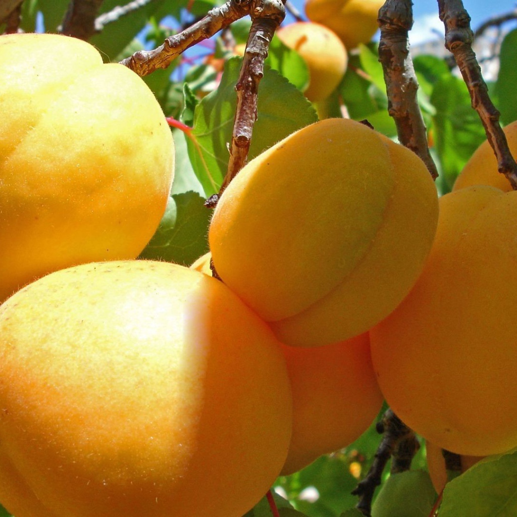 Желтые плоды на ветках