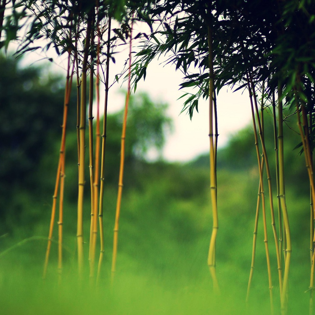 Молодой бамбук