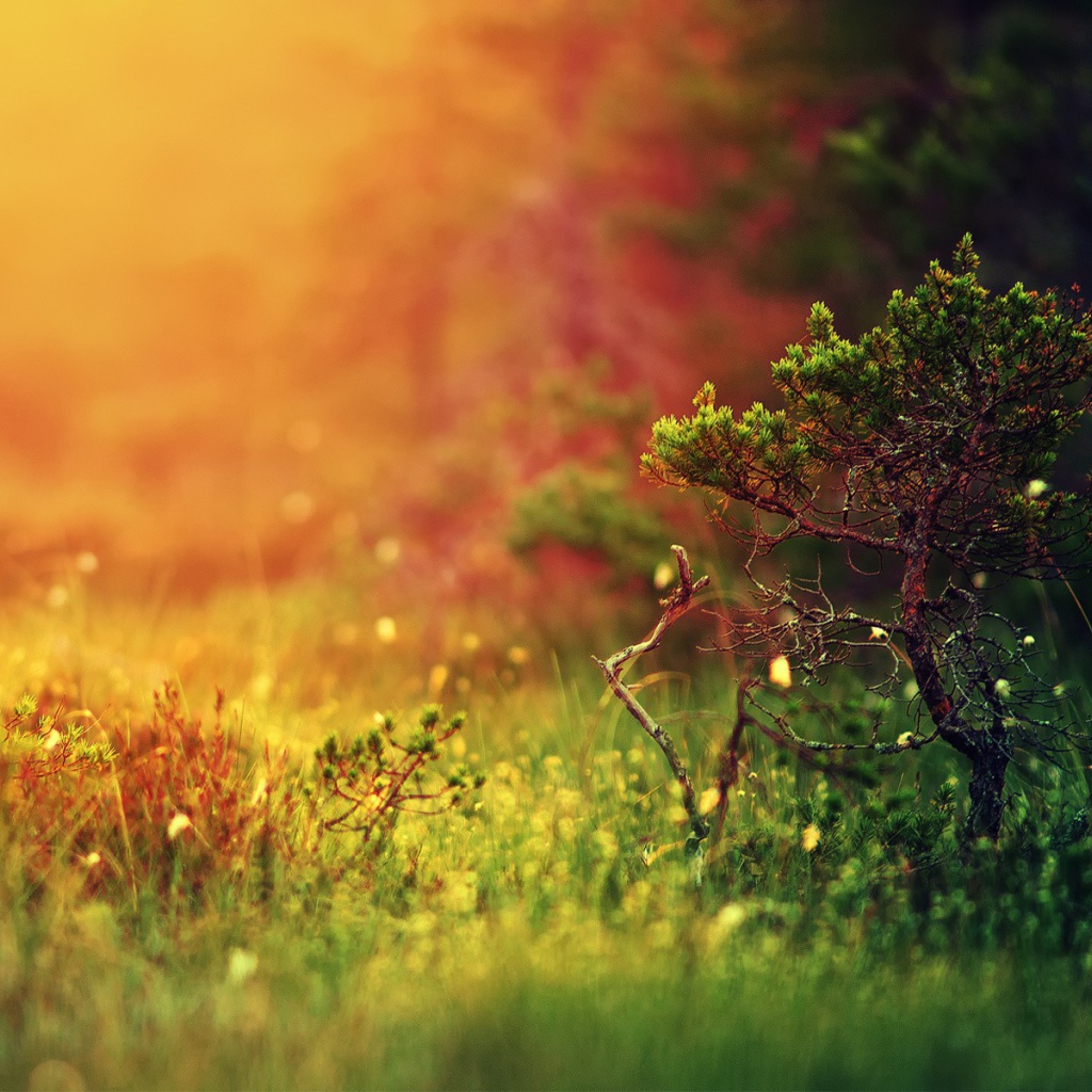 Молодой можжевельник