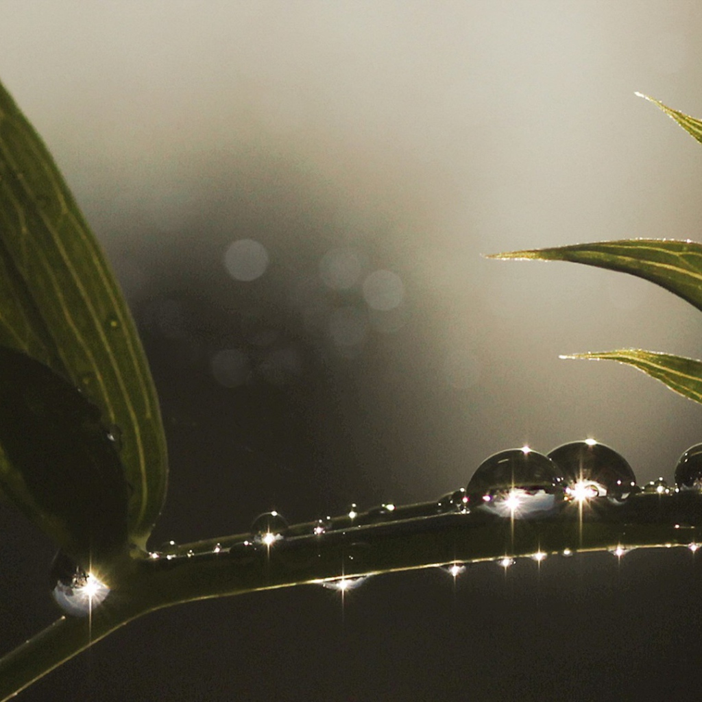 Блестящие капли росы на ветке