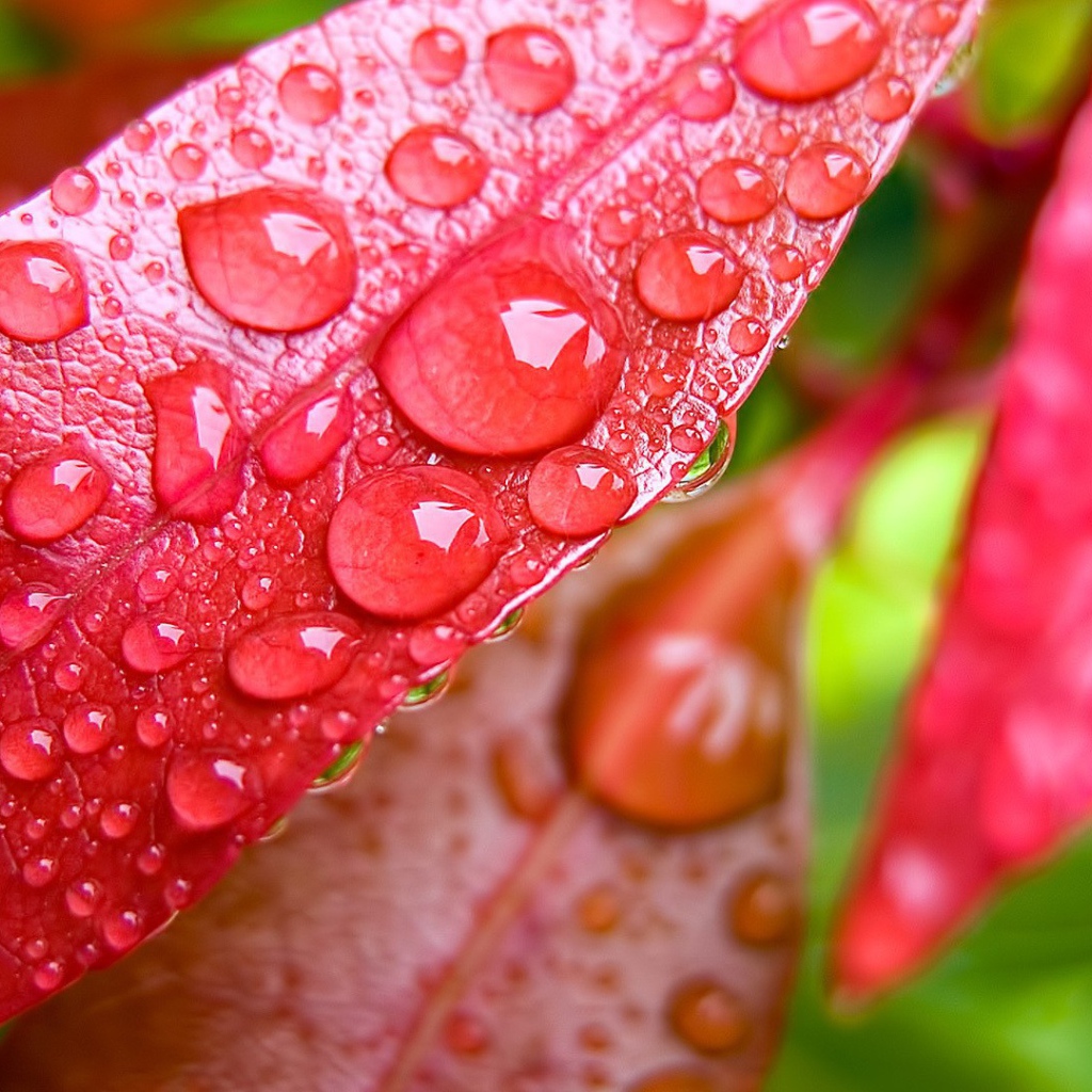 Капли росы на красных листьях