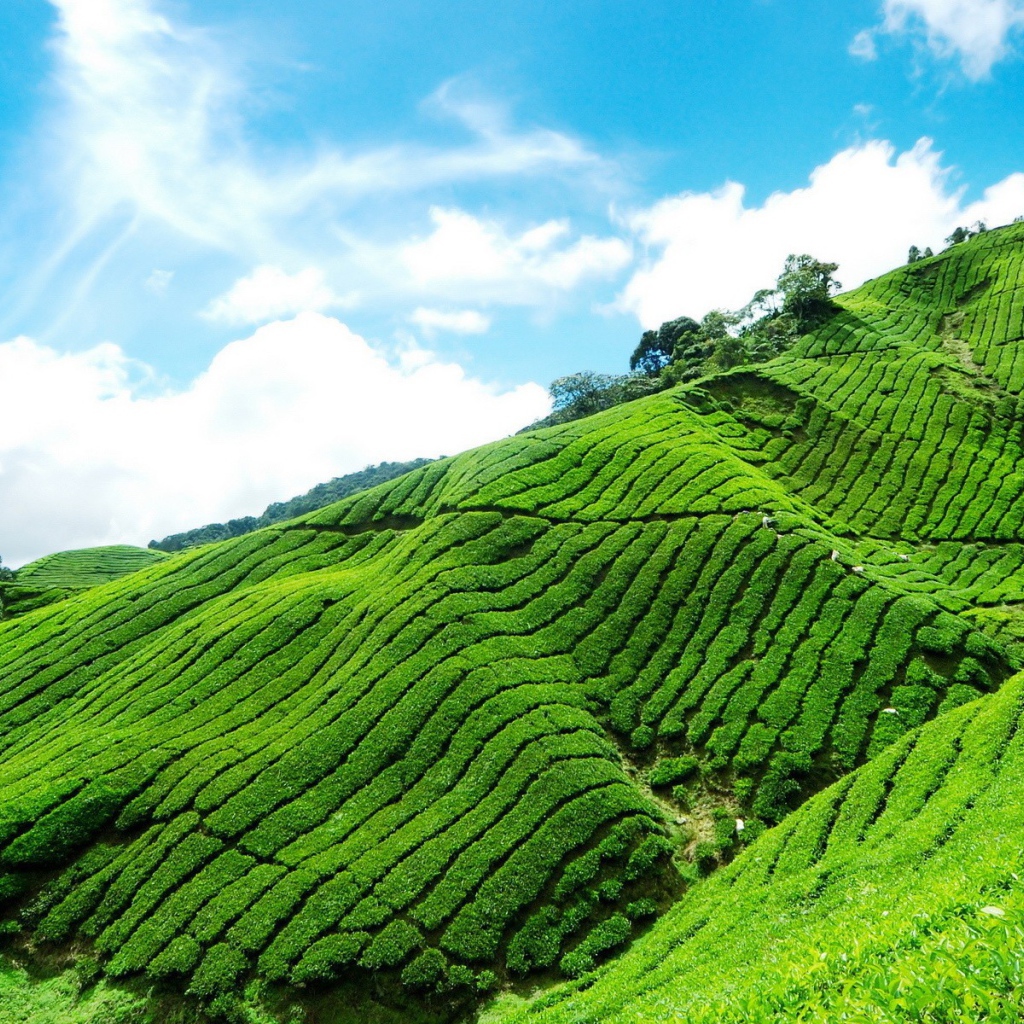 Плантация чая в горах