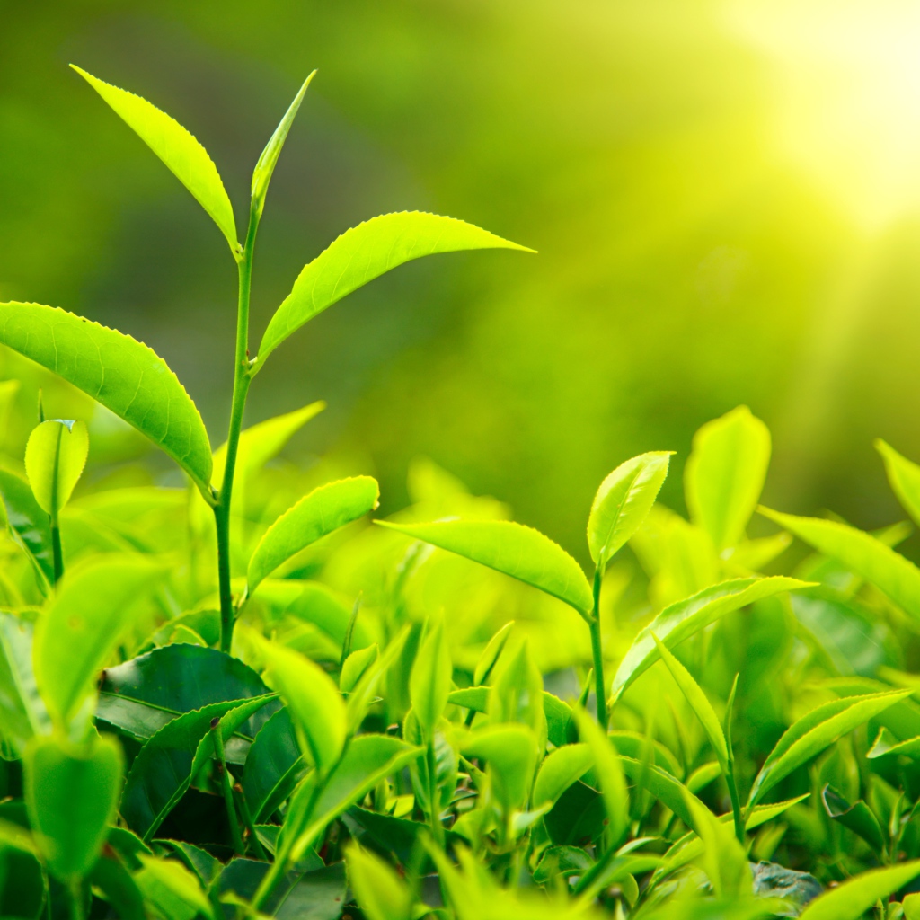 Молодые Чайные листья