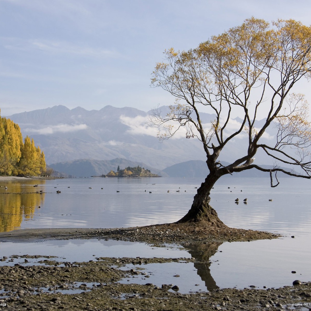 Одинокое дерево в воде