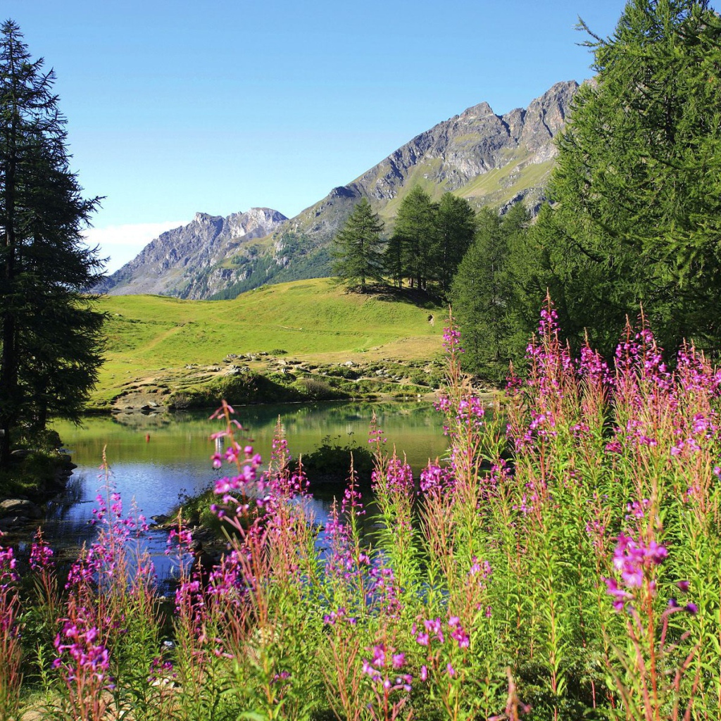 Цветет иван чай