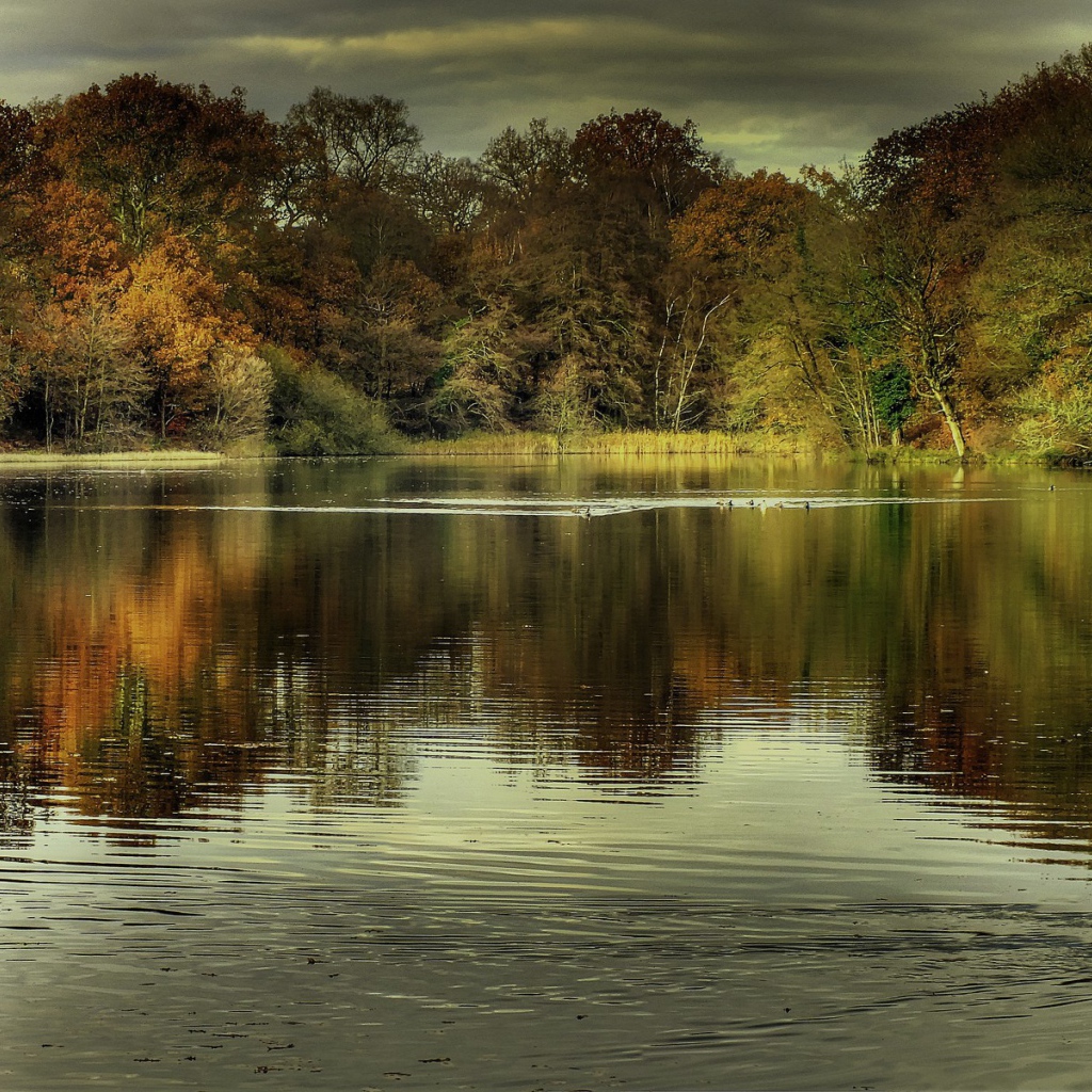 Утки на озере