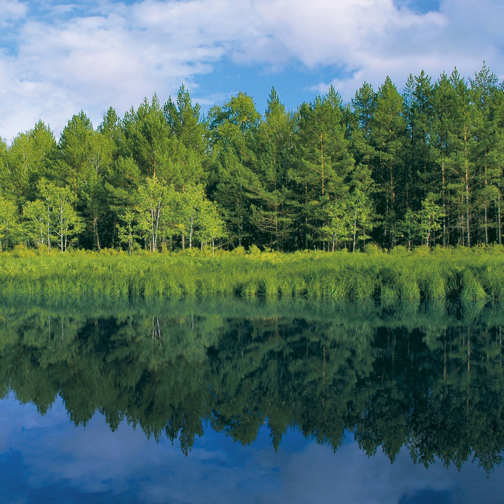 Зелень у реки