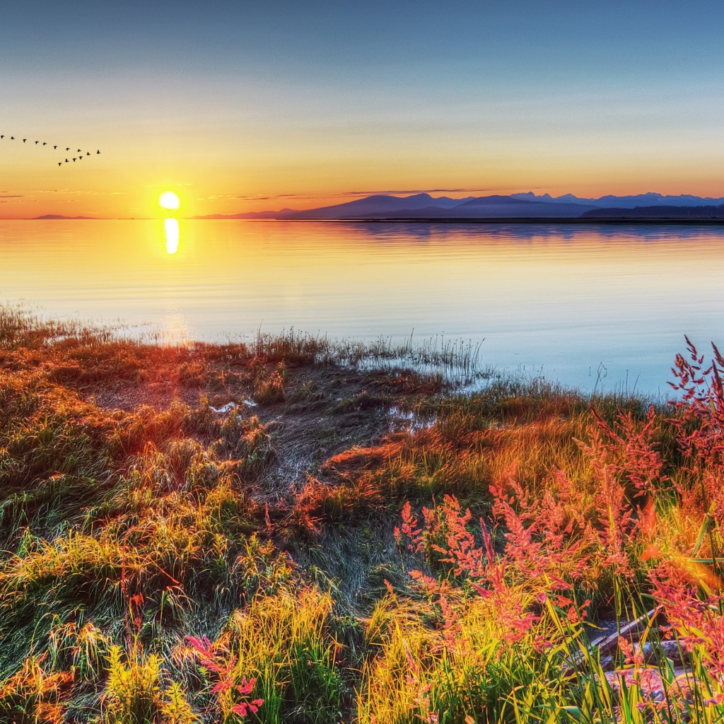 Стая птиц над озером