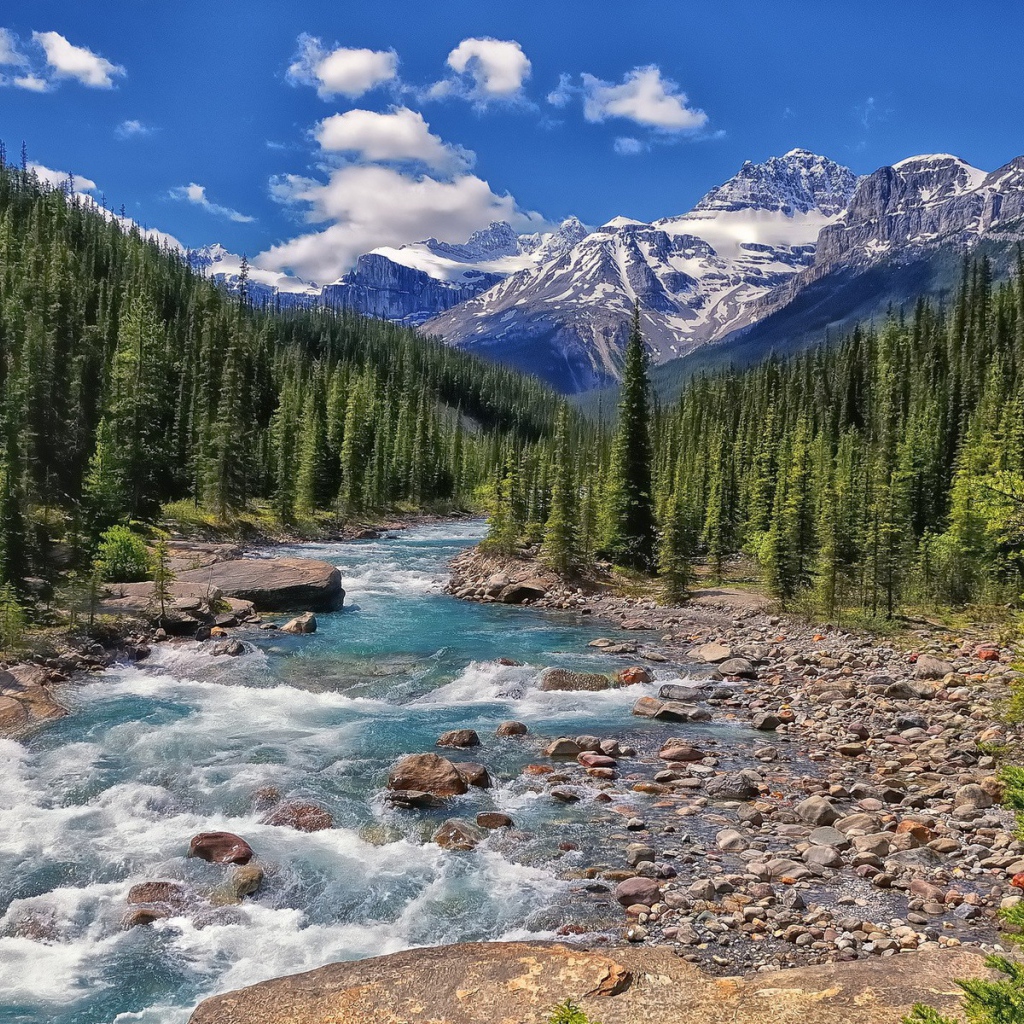 Бурная река течет через хвойный лес