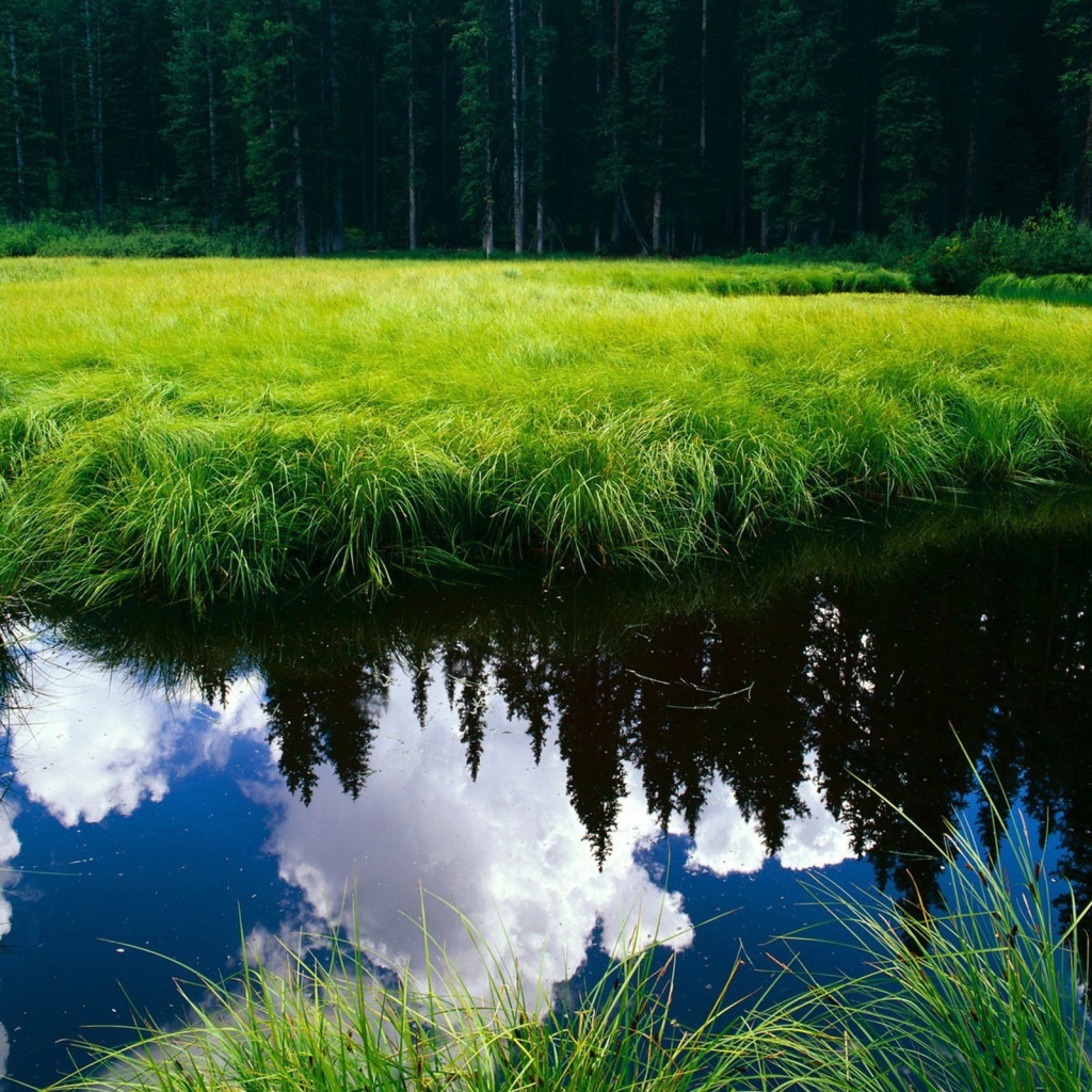 Озеро заросло травой