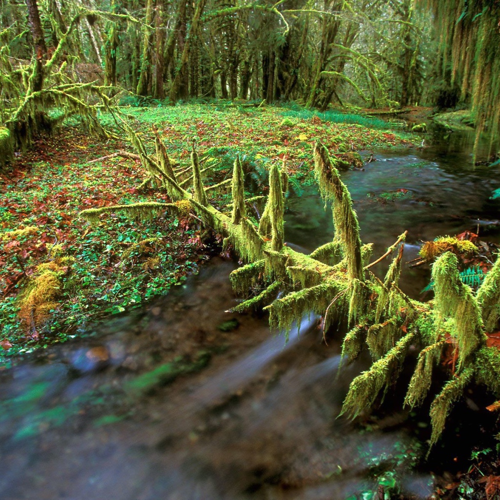 Очень дикая природа