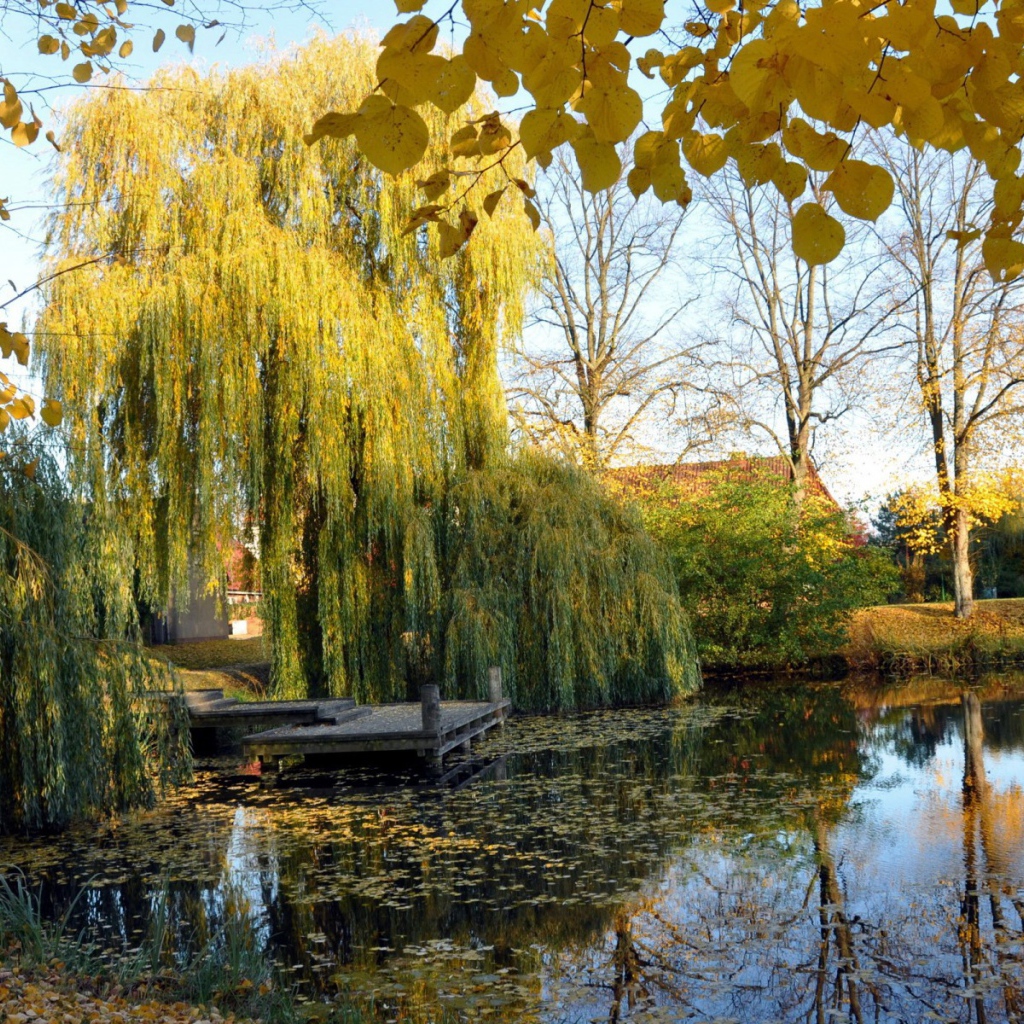 Плакучая ива у пруда