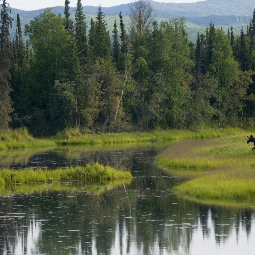 Лось бежит по болоту