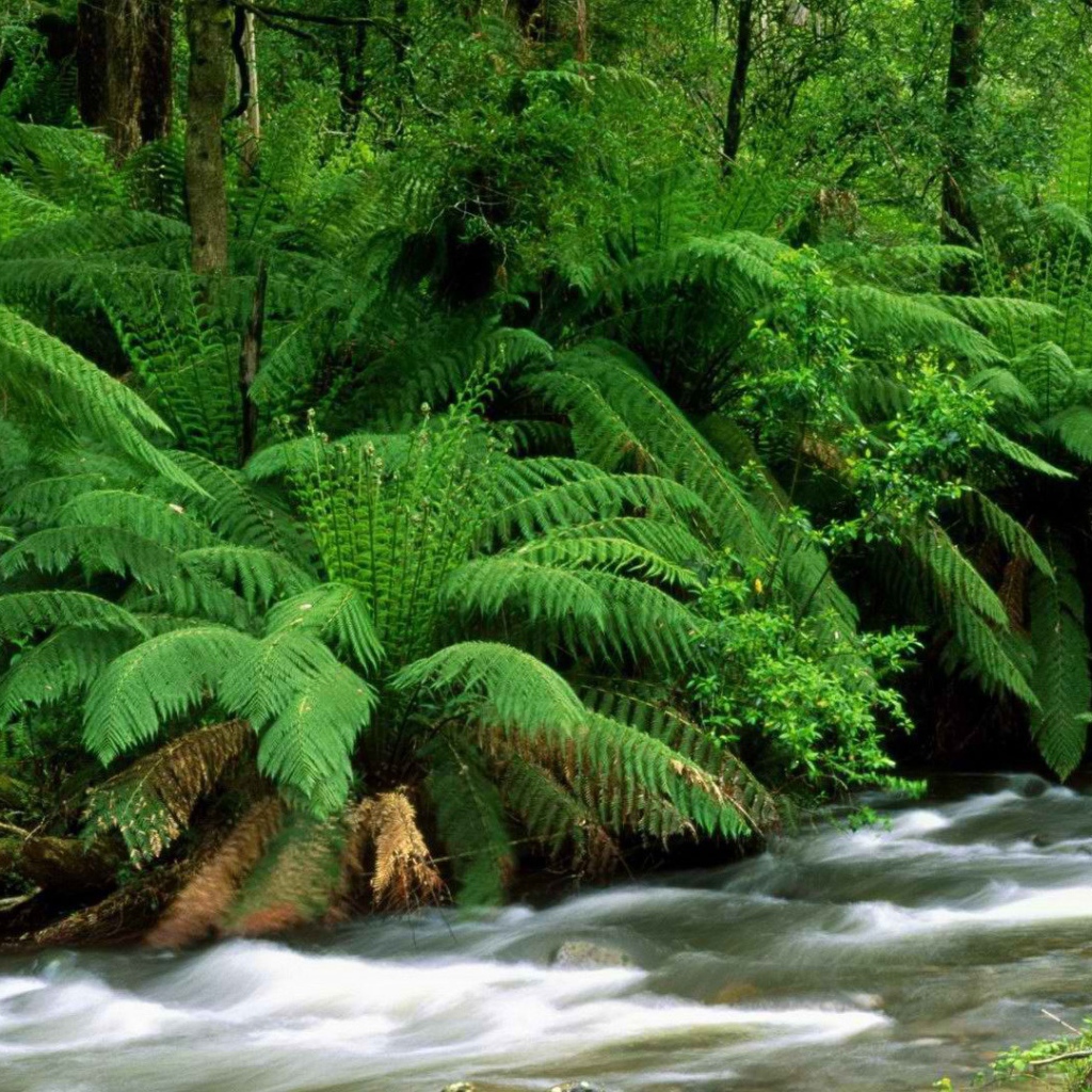 Река в тропиках